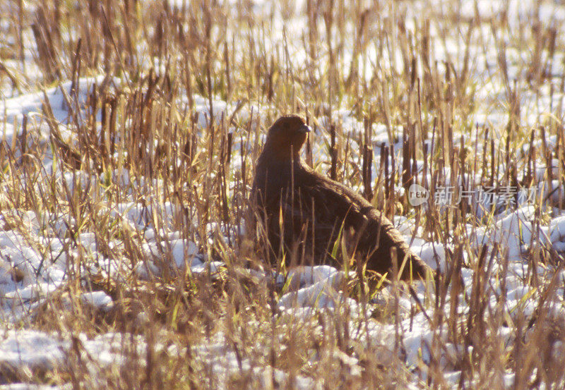 灰鹧鸪(Perdix Perdix)在背光